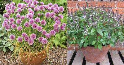 10 Beautiful Herbs With Purple Flowers - balconygardenweb.com