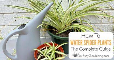 How To Water Spider Plants - getbusygardening.com