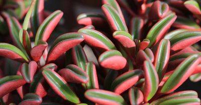 How to Grow and Care for Ruby Glow Peperomia - gardenerspath.com