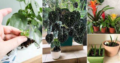 14 Indoor Plants You can Grow from Pups - balconygardenweb.com - city Sansevieria