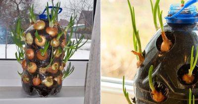 How to Grow Unlimited Supply of Onions in Big Plastic Bottles at Home - balconygardenweb.com