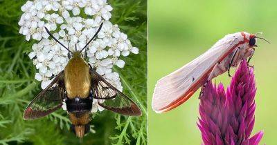 What Do Moths Eat? Find Out! - balconygardenweb.com