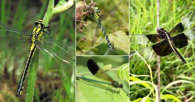 23 Different Types of Dragonfly in the Garden - balconygardenweb.com - Usa - county Garden
