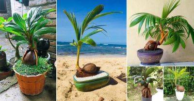 50 Best Coconut Bonsai Tree Pictures - balconygardenweb.com