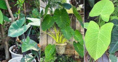 Everything About Growing Malanga Plant Easily - balconygardenweb.com