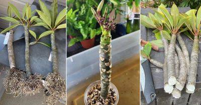 How to Grow Plumeria from Cuttings? - balconygardenweb.com