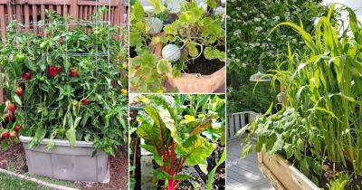 31 Best Vegetables to Grow in Texas - balconygardenweb.com - state Texas