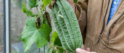 How to Grow a Loofah Plant - gardenersworld.com - Britain