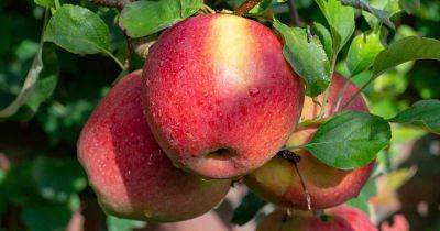 How to Grow and Care for Braeburn Apple Trees - gardenerspath.com - Usa - Georgia - Canada - city Columbia - state Washington