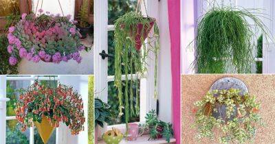 50 Best Hanging Succulents with Pictures - balconygardenweb.com