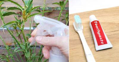 Surprising Toothpaste Hack for 100% Aphid Control - balconygardenweb.com