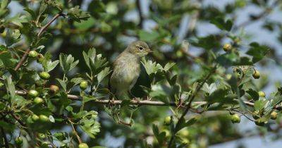 Wildlife watch: Chiff chaffs - gardenersworld.com - Britain