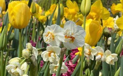 What to Plant with Daffodils - jparkers.co.uk