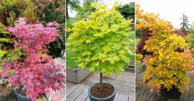 22 Best Maple Tree Varieties for Containers - balconygardenweb.com