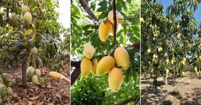 Ataulfo Mango Growing and Planting Guide - balconygardenweb.com