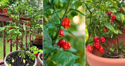Hottest Pepper in the World: How to Grow Carolina Reaper - balconygardenweb.com