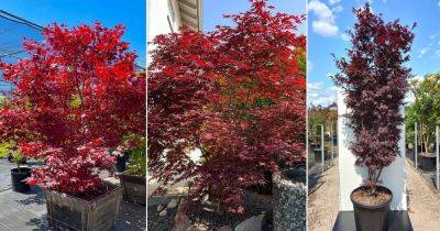 Fireglow Japanese Maple Information and Care Guide - balconygardenweb.com - China - Japan