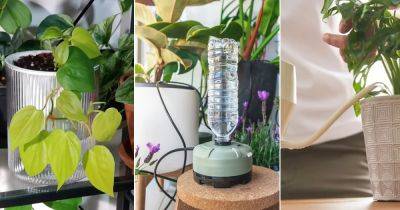 11 Indoor Plant Watering Tricks to Water So Many Plants in So Less Time - balconygardenweb.com