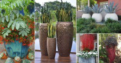 30 Best Architectural Plants to Grow in Containers - balconygardenweb.com - Thailand