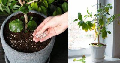 Top Overfertilization Symptoms in Indoor Plants and Solutions - balconygardenweb.com