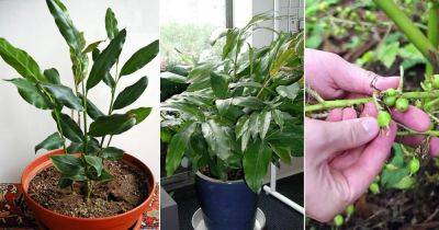 How to Grow Cardamom Plant in a Pot - balconygardenweb.com - India