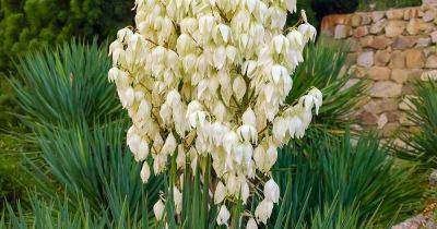 How to Divide and Transplant Yucca Offshoot Pups - gardenerspath.com