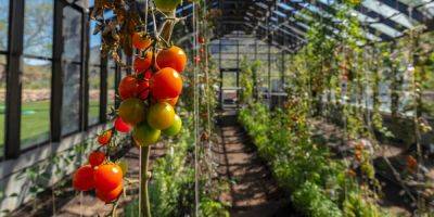 Tomato Cage Versus Trellis: The Best Way to Grow Tomatoes - sunset.com
