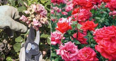 How To Deadhead Roses the Right Way - balconygardenweb.com