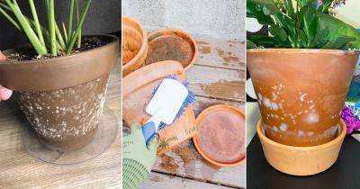 How to Get Rid of Mold on Clay and Terracotta Pots - balconygardenweb.com