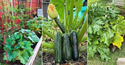 How Far To Space Zucchini Plants | Zucchini Plant Spacing - balconygardenweb.com