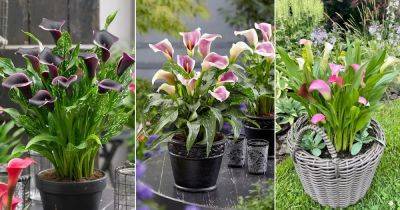 11 Stunning Purple Calla Lily Varieties - balconygardenweb.com
