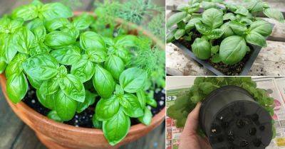 11 Pro Tips to Grow Bigger Basil Leaves - balconygardenweb.com - Italy
