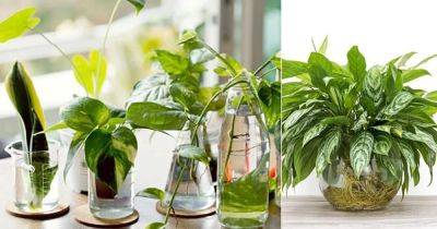 Growing Indoor Plants in Water? Avoid These Mistakes - balconygardenweb.com