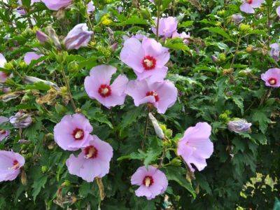10 Flowering Bushes With The Most Beautiful Blooms - gardeningknowhow.com - Usa