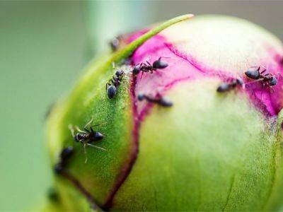 Ants on Peonies: Are Ants On Peonies Good Or Bad? - gardeningknowhow.com