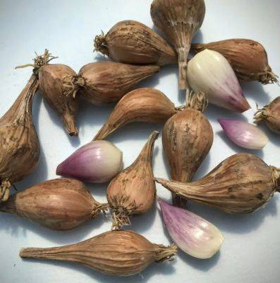 How to grow shallots (+ some late-season succession tips), with k greene - awaytogarden.com - New York - county Hudson - county Valley