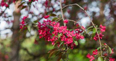 Your gardening questions answered: Should we replace our crab apple tree? - irishtimes.com