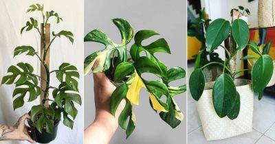 16 Best Mini Monstera Varieties | Best Rhaphidophora Types - balconygardenweb.com