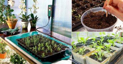 12 Simple Seed Germination Tips To Grow Every Seed - balconygardenweb.com
