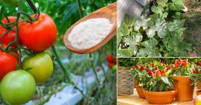 8 Amazing Baking Soda Uses for Growing Vegetables - balconygardenweb.com