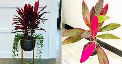 How to Grow Cordyline Plant Indoors | Ti Plant Care - balconygardenweb.com