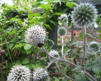 Six on Saturday: Bees and Blooms - ramblinginthegarden.wordpress.com - Spain