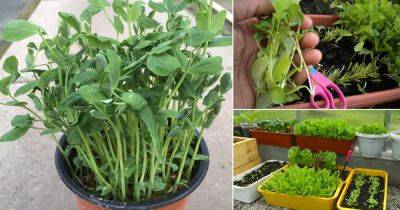 8 Fast Growing Leafy Green Vegetables You Can Harvest in Just 15 Days - balconygardenweb.com