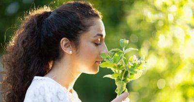 Everyday plants that emit the most pleasing perfumes - irishtimes.com