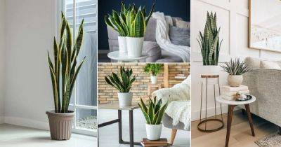 25 Lovable Snake Plant Decoration Ideas - balconygardenweb.com