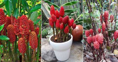 Shampoo Ginger Lily Plant Care and Growing Information - balconygardenweb.com