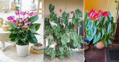 19 Fantastic Tips on How to Grow a Big Anthurium Plant - balconygardenweb.com