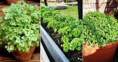 What is Chervil | Everything About Growing Chervil - balconygardenweb.com - France