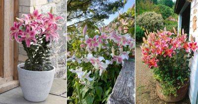 20 Different Types of Pink Lily Varieties - balconygardenweb.com