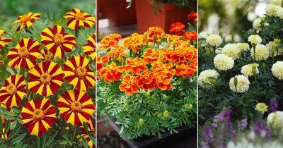 What Colors Do Marigolds Come In? Find Out! - balconygardenweb.com